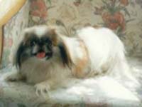 My Pet